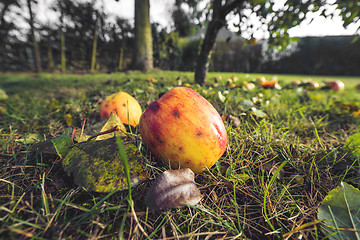 Image showing Apples in autumn colors in a garden