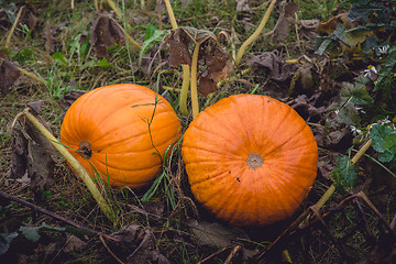 Image showing Two large pumpkins in orange color