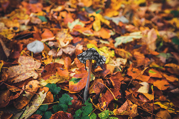 Image showing Coprinopsis picacea mushroom in the forest