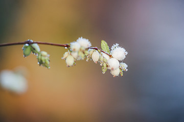 Image showing Snowberries on a twig on a frosty winter morning