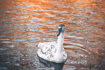 Image showing Beautiful swan cygnet with white feathers