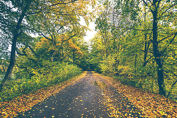 Image showing Forest road covered with autumn leaves