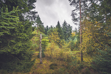 Image showing Barenaked tree in a forest with colorful trees