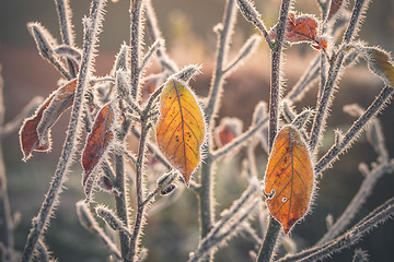Image showing Colorful leaves covered with frost