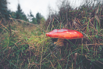 Image showing Close-up of a Amanita Muscaria mushroom