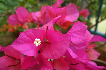 Image showing Bougainvillea flower, close up