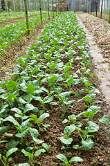 Image showing Vegetable Farms in Cameron Highlands