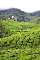 Image showing Tea Plantation in the Cameron Highlands in Malaysia