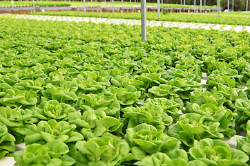 Image showing Commercial greenhouse soilless cultivation of vegetables