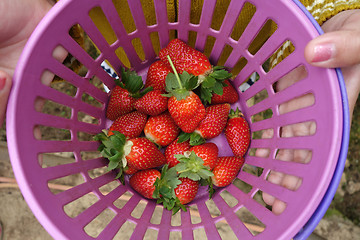 Image showing Fresh red strawberry in a basket