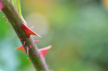 Image showing Rose thorns in the farm