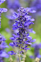 Image showing Blooming blue bugleweeds Ajuga