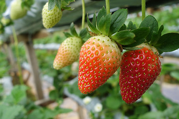 Image showing Fresh strawberries that are grown in greenhouses