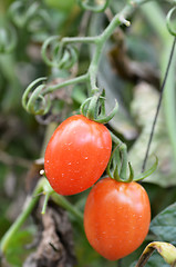 Image showing Fresh red tomatoes