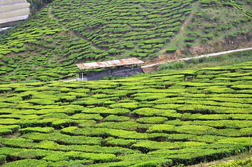 Image showing Tea Plantation in the Cameron Highlands in Malaysia