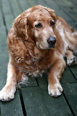 Image showing dog golden retriever