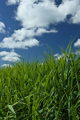 Image showing Green grass and blue sky 