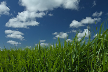 Image showing Green grass and blue sky 