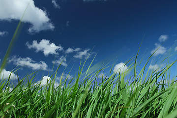 Image showing Green grass and blue sky 