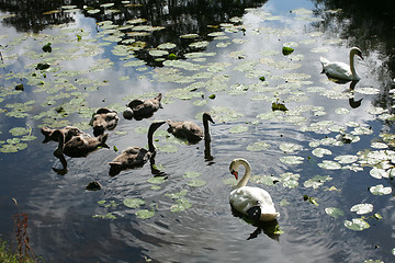 Image showing swans