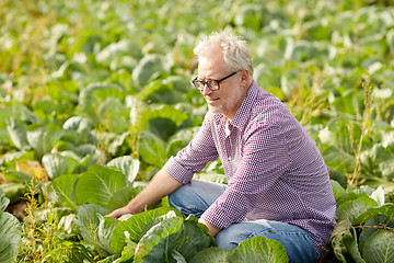 Image showing senior man growing white cabbage at farm