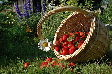 Image showing The harvest of the strawberries.