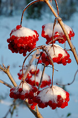 Image showing The viburnum in snow