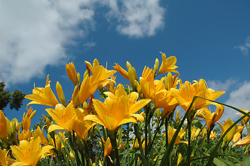 Image showing Yellow day-lily