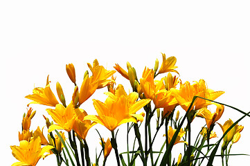 Image showing Yellow daylilys. isolated