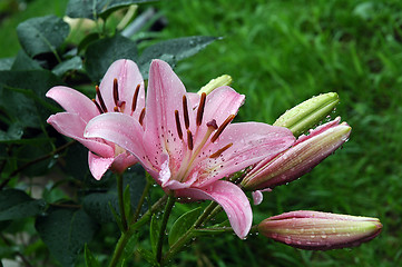 Image showing Pink lilies after a rain