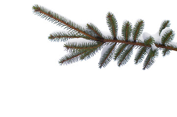 Image showing Snowy spruce twig  in winter isolated