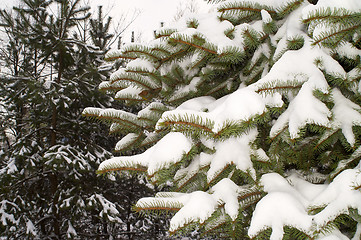 Image showing  snowy spruce in winter scenery