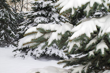 Image showing  snowy spruce in winter scenery