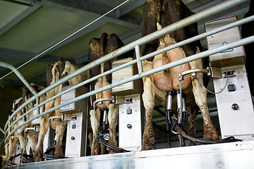 Image showing cows and milking machine at rotary parlour on farm