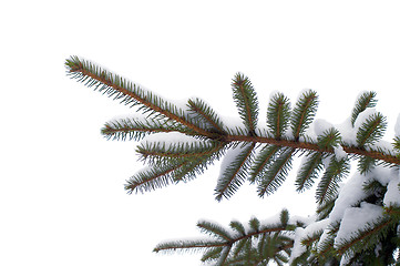 Image showing  snowy spruce twig in winter.
