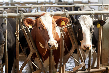 Image showing herd of cows in cowshed on dairy farm