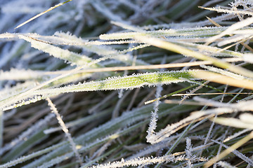 Image showing green grass in the frostX