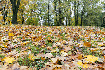 Image showing yellowed maple trees in autumn