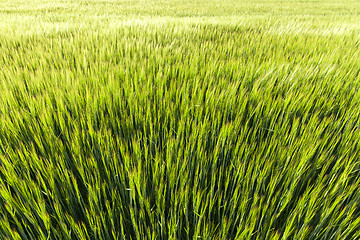 Image showing Field with cereal