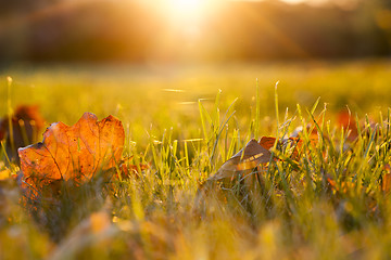 Image showing fallen leaves of a maple