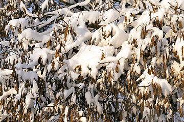 Image showing trees under snow