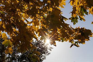 Image showing yellowed maple leaves