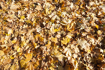 Image showing The fallen maple leaves