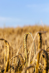 Image showing wheat field, close-up