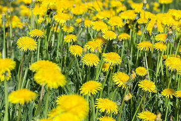 Image showing yellow dandelions in spring