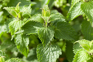 Image showing Young green nettle