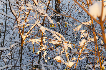 Image showing trees in the snow