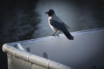 Image showing Crow