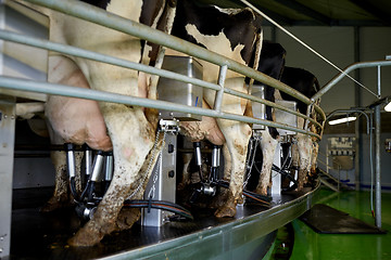 Image showing cows and milking machine at rotary parlour on farm