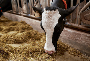Image showing cow eating hay in cowshed on dairy farm